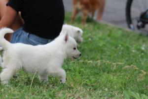 White-Swiss-Shepherd-Puppies-BTWW-GosaNostra-September-12092018-0173