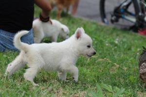 White-Swiss-Shepherd-Puppies-BTWW-GosaNostra-September-12092018-0174