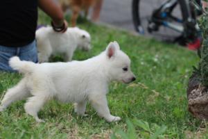 White-Swiss-Shepherd-Puppies-BTWW-GosaNostra-September-12092018-0175