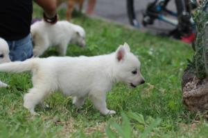 White-Swiss-Shepherd-Puppies-BTWW-GosaNostra-September-12092018-0176