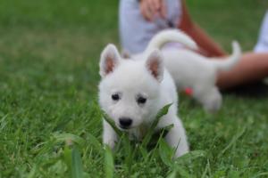 White-Swiss-Shepherd-Puppies-BTWW-GosaNostra-September-12092018-0177