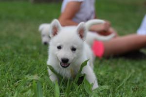White-Swiss-Shepherd-Puppies-BTWW-GosaNostra-September-12092018-0178