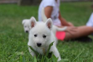 White-Swiss-Shepherd-Puppies-BTWW-GosaNostra-September-12092018-0179