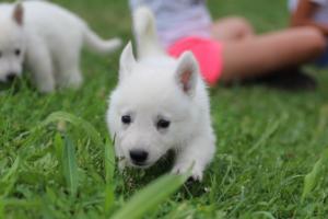 White-Swiss-Shepherd-Puppies-BTWW-GosaNostra-September-12092018-0180