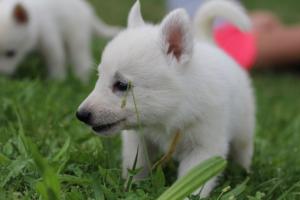 White-Swiss-Shepherd-Puppies-BTWW-GosaNostra-September-12092018-0181