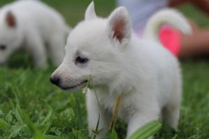 White-Swiss-Shepherd-Puppies-BTWW-GosaNostra-September-12092018-0182