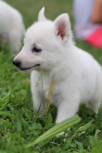 White-Swiss-Shepherd-Puppies-BTWW-GosaNostra-September-12092018-0183