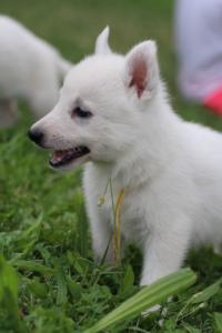 White-Swiss-Shepherd-Puppies-BTWW-GosaNostra-September-12092018-0184