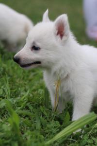 White-Swiss-Shepherd-Puppies-BTWW-GosaNostra-September-12092018-0185