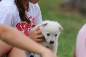 White-Swiss-Shepherd-Puppies-BTWW-GosaNostra-September-12092018-0187
