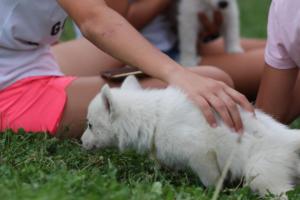 White-Swiss-Shepherd-Puppies-BTWW-GosaNostra-September-12092018-0189