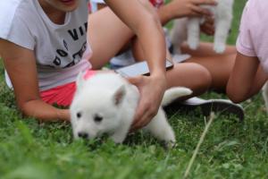 White-Swiss-Shepherd-Puppies-BTWW-GosaNostra-September-12092018-0190