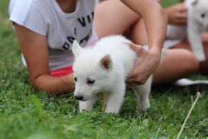 White-Swiss-Shepherd-Puppies-BTWW-GosaNostra-September-12092018-0191