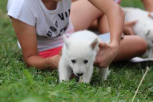 White-Swiss-Shepherd-Puppies-BTWW-GosaNostra-September-12092018-0192