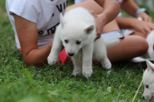 White-Swiss-Shepherd-Puppies-BTWW-GosaNostra-September-12092018-0193
