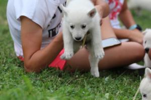 White-Swiss-Shepherd-Puppies-BTWW-GosaNostra-September-12092018-0194