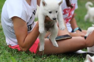 White-Swiss-Shepherd-Puppies-BTWW-GosaNostra-September-12092018-0195