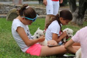 White-Swiss-Shepherd-Puppies-BTWW-GosaNostra-September-12092018-0196
