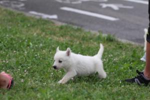 White-Swiss-Shepherd-Puppies-BTWW-GosaNostra-September-12092018-0199