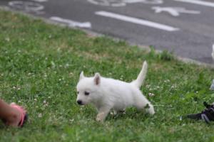 White-Swiss-Shepherd-Puppies-BTWW-GosaNostra-September-12092018-0200