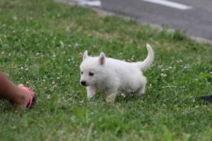 White-Swiss-Shepherd-Puppies-BTWW-GosaNostra-September-12092018-0201