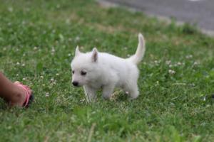 White-Swiss-Shepherd-Puppies-BTWW-GosaNostra-September-12092018-0202