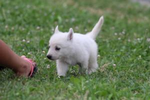 White-Swiss-Shepherd-Puppies-BTWW-GosaNostra-September-12092018-0203