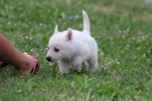 White-Swiss-Shepherd-Puppies-BTWW-GosaNostra-September-12092018-0204