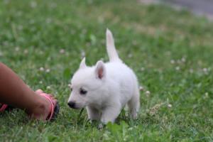 White-Swiss-Shepherd-Puppies-BTWW-GosaNostra-September-12092018-0205