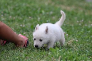 White-Swiss-Shepherd-Puppies-BTWW-GosaNostra-September-12092018-0206