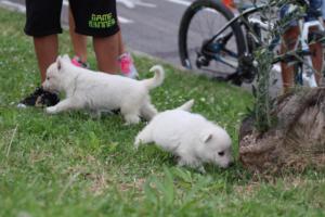 White-Swiss-Shepherd-Puppies-BTWW-GosaNostra-September-12092018-0209