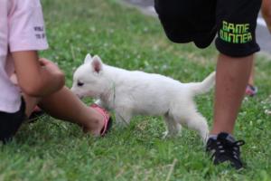 White-Swiss-Shepherd-Puppies-BTWW-GosaNostra-September-12092018-0210