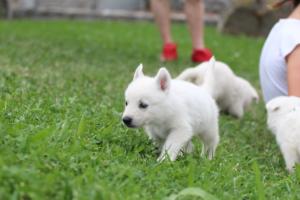 White-Swiss-Shepherd-Puppies-BTWW-GosaNostra-September-12092018-0211