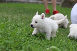 White-Swiss-Shepherd-Puppies-BTWW-GosaNostra-September-12092018-0212