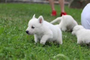 White-Swiss-Shepherd-Puppies-BTWW-GosaNostra-September-12092018-0213