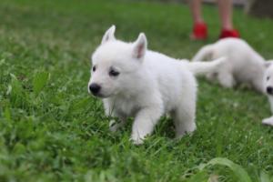 White-Swiss-Shepherd-Puppies-BTWW-GosaNostra-September-12092018-0214
