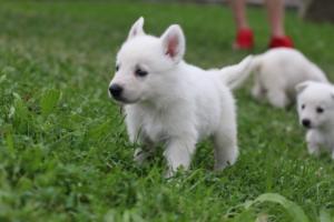 White-Swiss-Shepherd-Puppies-BTWW-GosaNostra-September-12092018-0215