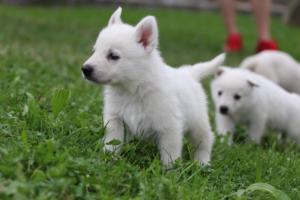 White-Swiss-Shepherd-Puppies-BTWW-GosaNostra-September-12092018-0216