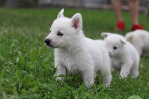 White-Swiss-Shepherd-Puppies-BTWW-GosaNostra-September-12092018-0217