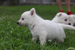 White-Swiss-Shepherd-Puppies-BTWW-GosaNostra-September-12092018-0218