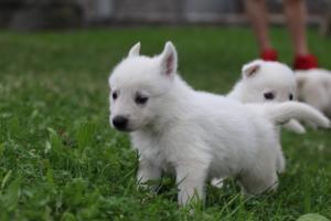 White-Swiss-Shepherd-Puppies-BTWW-GosaNostra-September-12092018-0219