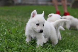 White-Swiss-Shepherd-Puppies-BTWW-GosaNostra-September-12092018-0220
