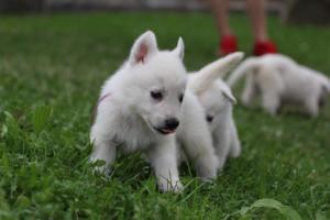 White-Swiss-Shepherd-Puppies-BTWW-GosaNostra-September-12092018-0221