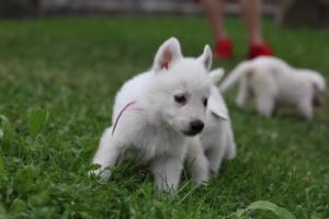 White-Swiss-Shepherd-Puppies-BTWW-GosaNostra-September-12092018-0222