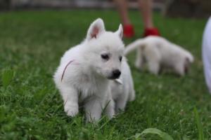 White-Swiss-Shepherd-Puppies-BTWW-GosaNostra-September-12092018-0223