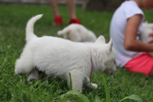 White-Swiss-Shepherd-Puppies-BTWW-GosaNostra-September-12092018-0224