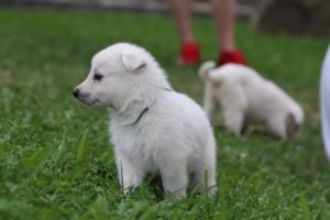White-Swiss-Shepherd-Puppies-BTWW-GosaNostra-September-12092018-0225