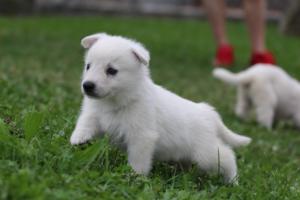 White-Swiss-Shepherd-Puppies-BTWW-GosaNostra-September-12092018-0226
