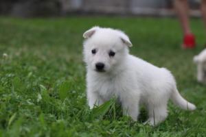 White-Swiss-Shepherd-Puppies-BTWW-GosaNostra-September-12092018-0227