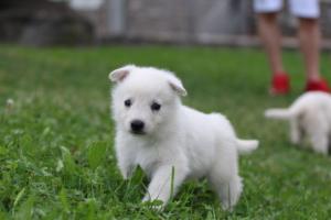 White-Swiss-Shepherd-Puppies-BTWW-GosaNostra-September-12092018-0228